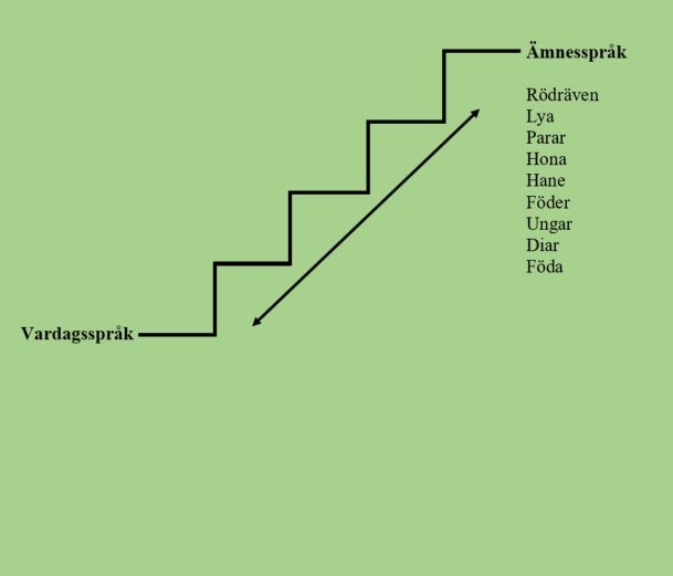 Här finns en trappa sedd från sidan. På det första trappsteget står det "vardagsspråk" och högst upp i trappan står det "ämnesspråk". Under rubriken ämnesspråk finns exempel på ord så som rödräven, lya, parar, hon och hane.